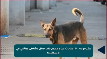 عقر موجة.. 9 إصابات جراء هجوم كلب ضال بشاطئ بيانكي في الإسكندرية